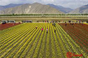 کشاورزی در چین