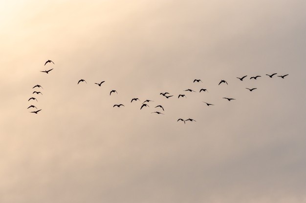 پرندگان در حال مهاجرت