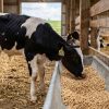 کنسانتره استارتر