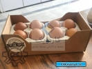 آگهی صنعتی طراحی و تولید کارتن تخم مرغ ( کارتن سازی کارنوپک )