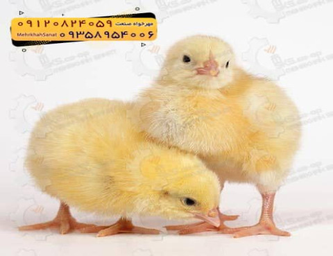 🐣🐣🐣 *جوجه راس ۳۰۸*🐣🐣🐣